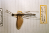 Varieganecroscia picteti (Redtenbacher, 1908): Copyright MNHG, Geneva. male (holotype). (Otu).