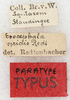 CollectionObject 1532899; 2539507c-6d0e-4d63-95d2-9ad1c24cce26: labels (syntype). (CollectionObject).