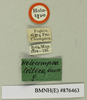 Holocompsa tolteca Saussure & Zehntner, 1894: Copyright Natural History Museum, London. Labels from holotype (adult female) in BM(NH). (Otu).
