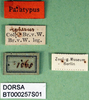 CollectionObject 1564685; 58deb730-1c60-43a4-a42d-a518b1b5fbaf: labels (paratype). (CollectionObject).