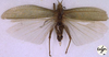 CollectionObject 1516929; 501178ef-a6ca-4b8f-aec4-c9c9a505ba70: male, dorsal view (holotype). (CollectionObject).