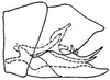 Pygofer, lateral view: !! display not done !! on Chlorotettix nudatus Ball, 1900: genital capsule, laterally. (Observation).