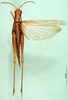 CollectionObject 1584519; 27de41ff-a0de-4716-b497-a5a65b600af7: female, dorsal view (syntype). (CollectionObject).