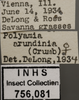 Other: !! display not done !! on Crumbana arundinea (Crumb, 1915): Labels. Female. (Observation).