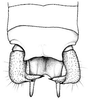 Neoconocephalus affinis (Palisot de Beauvois, 1819): male cerci. (Otu).