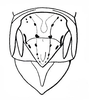 Basutacris scotti Dirsh, 1953: Fig. 27. male abdomen tip, dorsal view. (Otu).