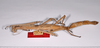 CollectionObject 1563692; 4daa8284-f6e6-4c2b-bfe8-ac1a0cd68702: copyright ANSP. female, lateral view (paratype). (CollectionObject).