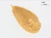 CollectionObject 1578223; 15a4a989-b64f-41f9-bff0-865db3461705: male, cercus. (CollectionObject).