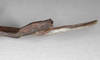 CollectionObject 1576649; ecd9a097-191b-47cc-adcb-fe8903de2994: copyright USNM, Washington. female: end of abdomen, lateral view. (CollectionObject).