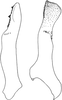 Stylus on Dagama capensis (Walker, 1851): Stylus, ventral and lateral view. (Observation).
