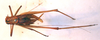 CollectionObject 1543530; 1863378e-04ec-4337-9fba-70d699dc91f8: male, dorsal view (holotype). (CollectionObject).