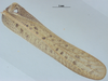 CollectionObject 1578298; 0c4ce193-a856-4a03-a665-592343d1b3e0: male, left tegmen. (CollectionObject).