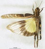 CollectionObject 1568990; 345c873d-04a0-412a-a062-3d061522b4d0: male, dorsal view (paratype of Gastrimargus africanus var. zebrata). (CollectionObject).