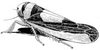 Habitus, dorsal view: !! display not done !! on Colladonus clitellarius (Say, 1831): habitus. (Observation).