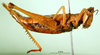 CollectionObject 1500939; 93cfcbae-f634-4471-9049-4fb18b65ca0e: female, lateral view (holotype). (CollectionObject).