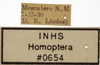 Other on Athysanella (Gladionura) concava Ball & Beamer, 1940: Labels - Female. Labels for the female specimen. (Observation).