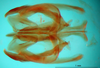 CollectionObject 1575846; b93abbe0-f4b8-417e-bd86-cc53e66534c2: phallic complex, dorsal view (paratype). (CollectionObject).