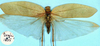 CollectionObject 1517198; af9d1bbe-b5c0-449d-acde-0e3fc9390524: female, dorsal view (holotype). (CollectionObject).