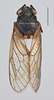 Habitus, dorsal view on Cicadetta afghanistanica Dlabola, 1964: (Observation).