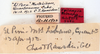 Epilampra tainana Rehn & Hebard, 1927: Photo taken by Heidi Hopkins. (Otu).