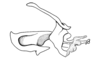 Eurotettix concavus Cigliano, 2007: Fig. 8AJ. endophallic plate, cingulum and aedeagal valves with sheath, lateral view. (Otu).