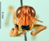 CollectionObject 1502121; f4a1cb9f-df66-4f71-a457-d98e5186139b: male, frontal view (paralectotype). (CollectionObject).