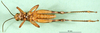 CollectionObject 1501216; 076973ea-f80d-4fe5-8576-9417b7a455d5, DORSA BA000883S01: male, ventral view (holotype). (CollectionObject).