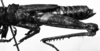 CollectionObject 1532746; 7f66f7d1-97a4-443c-8133-b9948ae89dee: Image Carbonell, C.S. male, lateral view (holotype). (CollectionObject).