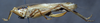 CollectionObject 1537874; b0b2bc1f-1889-4469-b7e6-0ccf6f1ee826: female, lateral view. (CollectionObject).