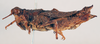 CollectionObject 1518381; edda84cf-1f61-4b87-92d2-b129f3d55d66: female, lateral view (syntype of Chrotogonus saussurei). (CollectionObject).