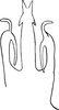 Aedeagus, ventral view: Aedeagus, ventral view. (Observation).