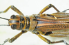 CollectionObject 1498685; 0287831c-a28a-4741-8751-06f8b10e37e2: male, dorsal view. (CollectionObject).