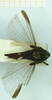 CollectionObject 1587049; 91de315b-9534-47c6-9614-b773203582d8, NHMUK010924793: female, dorsal view (paralectotype). (CollectionObject).