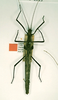 CollectionObject 1561419; ff9b65b2-0dc1-43e2-8419-865b8438d26e: copyright RMNH, Leiden. female of synonym Phasma bioculata (syntype). (CollectionObject).;CollectionObject 1561420; bbffc5e8-387c-479d-ab58-e3ce23852c95: copyright RMNH, Leiden. female of synonym Phasma bioculata (syntype). (CollectionObject).