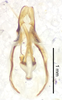 male genitalia, ventral view (syntype of Hapithus quadratus). Depicts CollectionObject 1523570; 6c55183b-6e98-4d31-91ea-3ac965817f6c, a CollectionObject.