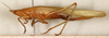 female, lateral view (syntype). Depicts CollectionObject 1531639; 6259563a-1b9d-483b-b58f-0223eb9227b8, a CollectionObject.