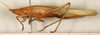 CollectionObject 1531639; 6259563a-1b9d-483b-b58f-0223eb9227b8: female, lateral view (syntype). (CollectionObject).