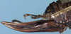 CollectionObject 1532909; da5113a6-8147-4dd5-a301-89e3845a1b33: female ovipositor (paratype). (CollectionObject).