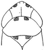 Head: head, dorsally. (Observation).