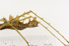CollectionObject 1560528; 2abe92a5-f342-4add-a2b4-989ffd891834: copyright ZMUH, Hamburg. female: end of abdomen, lateral view (syntype). (CollectionObject).