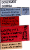 CollectionObject 1500858; 85ab7483-2a45-40be-97a5-1c0febbe3fba, DORSA D052XM02: labels (lectotype). (CollectionObject).