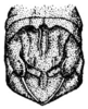 Fig. 15. apex of abdomen, dorsal view. Depicts Melanoplus calidus Scudder, 1899, an Otu.