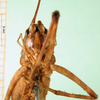CollectionObject 1502638; 3a66cde6-d9e7-4084-a045-a585bf620976, MfN 4223: female, ventro-frontal view view (syntype). (CollectionObject).