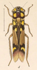 Habitus, dorsal view on Dilobopterus cynthia (Fowler, 1899): (Observation).