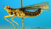 CollectionObject 1521431; c7dc944f-2325-4a41-a915-0490ae0678e7: male, lateral view (paralectotype). (CollectionObject).