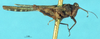 CollectionObject 1580135; c568fedd-d041-4012-81a9-e144a6b64a8e, NHMUK010924544: male, lateral view (syntype). (CollectionObject).
