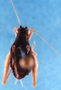 CollectionObject 1565684; 4ac5d40a-f091-46a2-ae0f-f84e373ac593: male, dorsal view. (CollectionObject).
