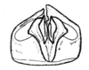 Spathalium audouinii (Blanchard, 1836): Fig. 13. ectophallus and aedeagus apex, caudal view. (Otu).