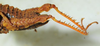 CollectionObject 1498694; d315aa8c-f889-46fa-b174-2a7894671064: female abdomen, lateral view. (CollectionObject).