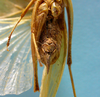 CollectionObject 1542897; 4ec4b504-053c-4a8b-9748-542347715bc7: female, apex of the abdomen ventral view (allotype). (CollectionObject).